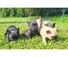 Cuccioli di bulldog francese recupero spese