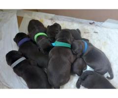 Cuccioli di labrador cioccolato e neri pedigree