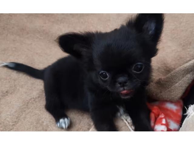 Piccolissimo Chihuahua Mini con Pedigree ENCI