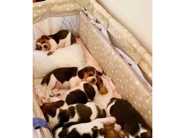 Cuccioli di Beagle Tricolore