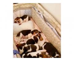 Cuccioli di Beagle Tricolore
