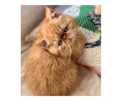 Exotic shorthair red