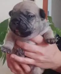 Ultimi cuccioli bulldog francese