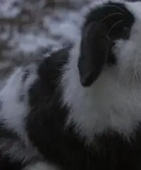 Cuccioli coniglio minilop ariete nano