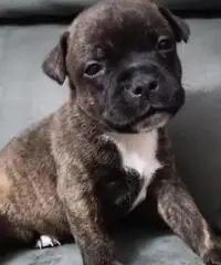 Cuccioli Staffordshire bull terrier