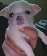 Chihuahua cuccioli