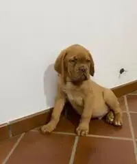 Dogue de bordeaux