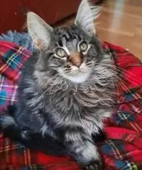 Maine Coon cucciolo pedigree