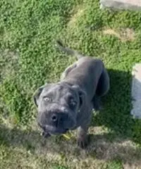 Cane corso cucciolo