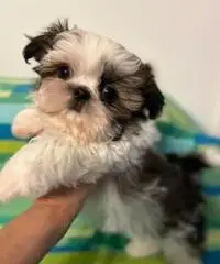 Shih Tzu imperiali