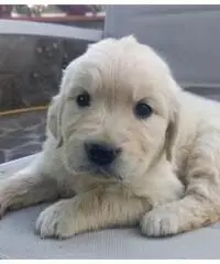 Golden retriever cuccioli con pedigree di pregio