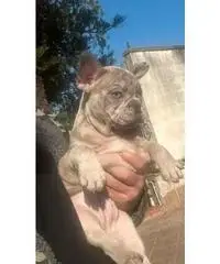 Cucciole di bulldog francese merle occhi azzurri