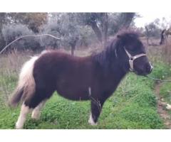 Pony femmina
