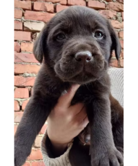 Labrador cioccolato nascita tra 20 giorni pedigree