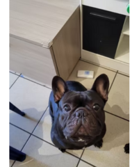 Bulldog francese in adozione con pedigree