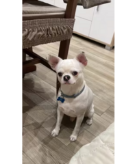 Chihuahua messicano anno 3