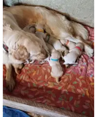 Cuccioli di golden retriver