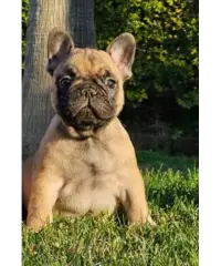 Stupendi cuccioli di bulldog francese