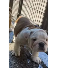 Cuccioli di bulldog Inglese