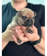 Bouldedogue francese alta genealogia