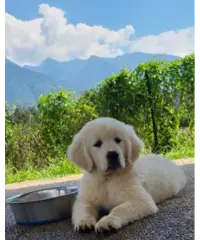 Cuccioli di Golden Retriever