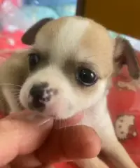 Chihuahua mini toy