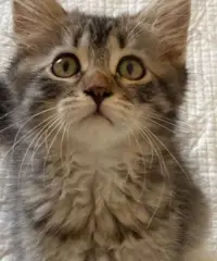 Cuccioli da gatto siberiano tradizionale e neva