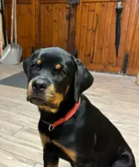 Cucciola Rottweiler pedigree ENCI Alta genealogia