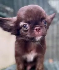 Chihuahua pelo lungo maschio Choco Dark