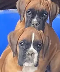 BOXER cucciole