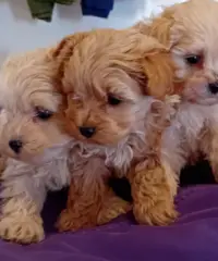 Cuccioli di Barboncino per Maltese