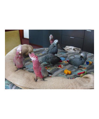 Belle pappagalli africani grigio in vendita