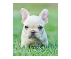 adorabile bulldog francese per la vendita